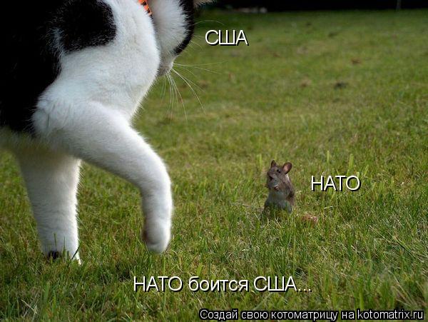 Котоматрица: США НАТО НАТО боится США...