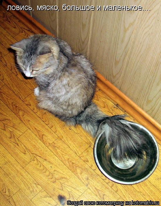 ловись, мяско, большое и маленькое....... Котоматрица: ловись, мяско, большое и маленькое....