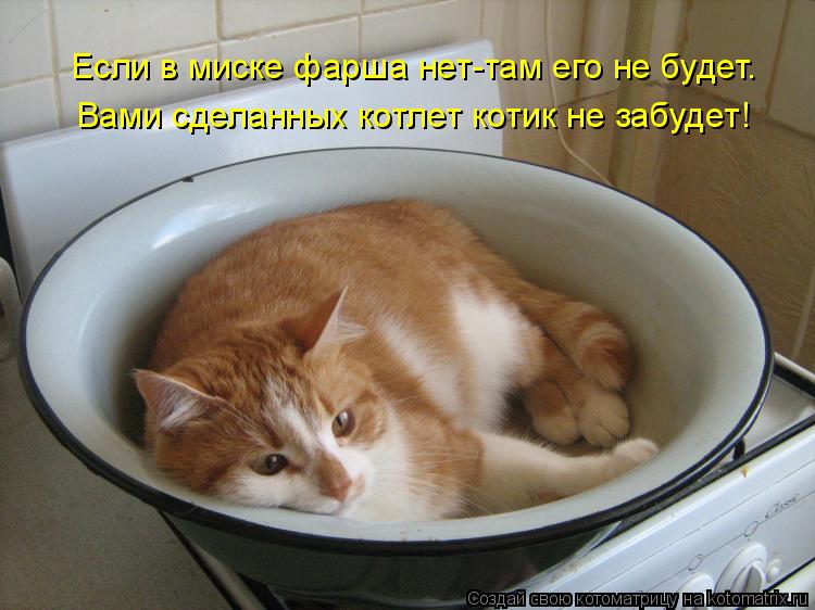 Котоматрица: Если в миске фарша нет-там его не будет. Вами сделанных котлет котик не забудет!