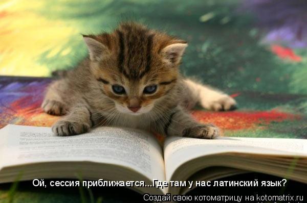 Котоматрица: Ой, сессия приближается...Где там у нас латинский язык?