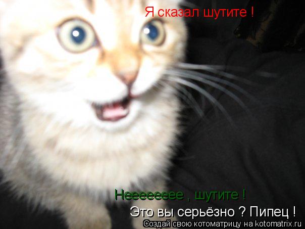Котоматрица: Это вы серьёзно ? Пипец ! Нееееееее , шутите ! Я сказал шутите !