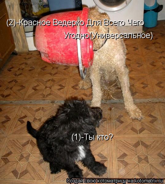 Котоматрица: (1)-Ты кто? (2)-Красное Ведерко Для Всего Чего  Угодно(Универсальное)