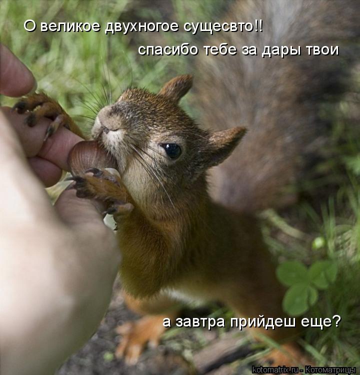 О великое двухногое сущесвто!! спасибо тебе за дары твои а завтра прийдеш еще?... Котоматрица: О великое двухногое сущесвто!! спасибо тебе за дары твои а завтра прийдеш еще?