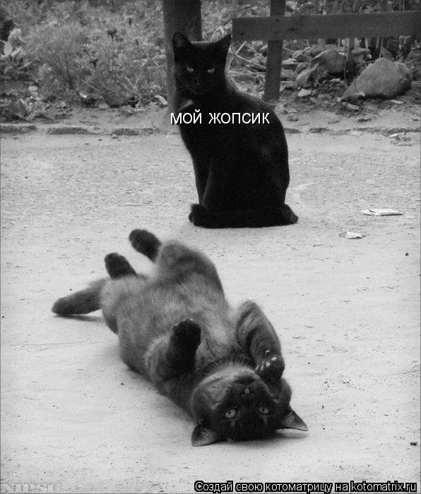 мой жопсик... Котоматрица: мой жопсик