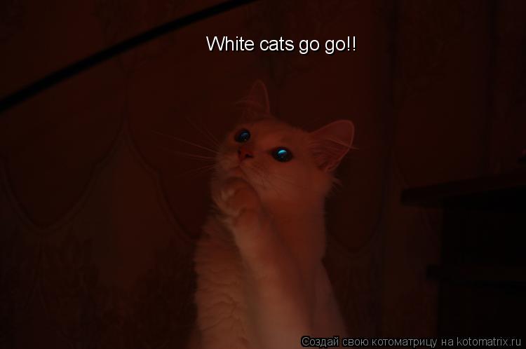 White cats go go!!... Котоматрица: White cats go go!!