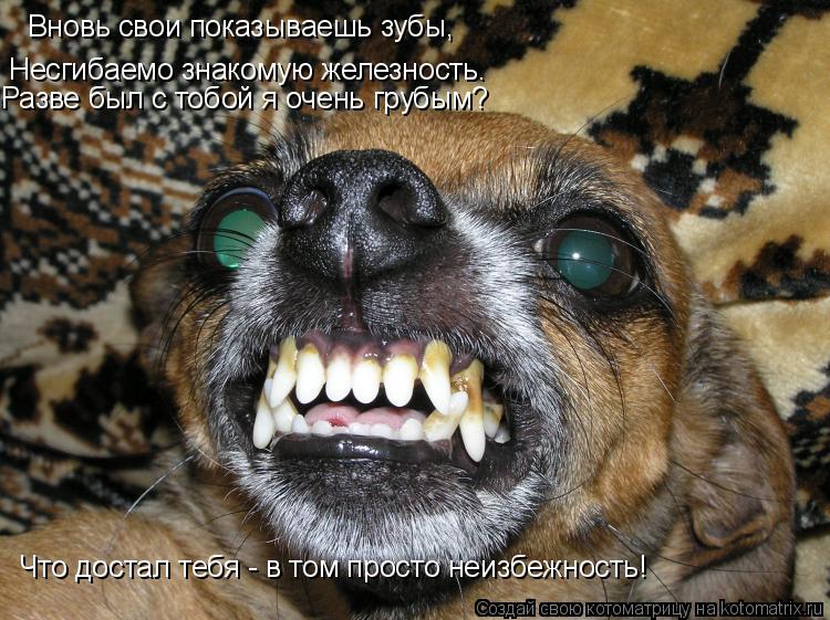 Котоматрица: Вновь свои показываешь зубы, Вновь свои показываешь зубы, Несгибаемо знакомую железность. Разве был с тобой я очень грубым? Что достал тебя 
