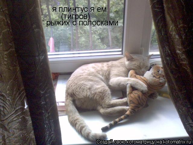 я плинтус я ем (тигров) рыжих с полосками... Котоматрица: я плинтус я ем (тигров) рыжих с полосками