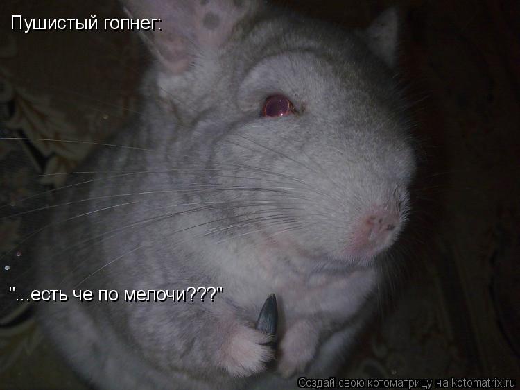 Котоматрица: Пушистый гопнег: "...есть че по мелочи???"