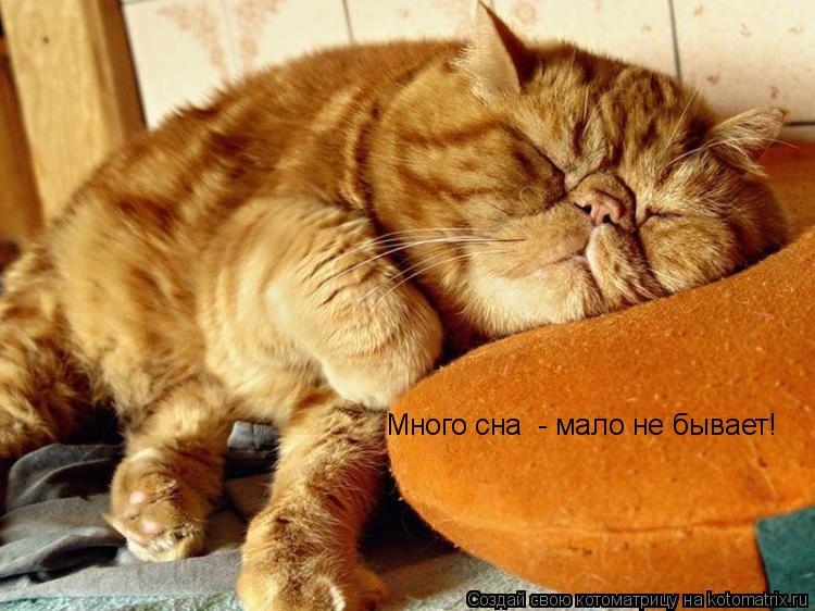 Котоматрица: Много сна  - мало не бывает!