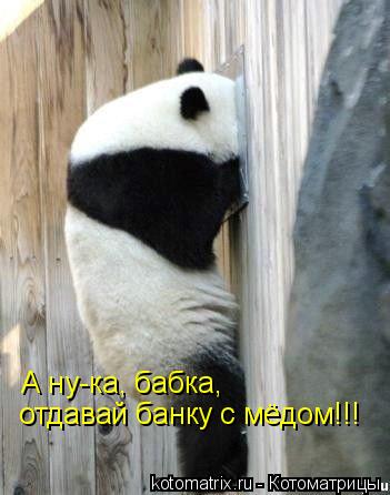 А ну-ка, бабка, отдавай банку с мёдом!!!... Котоматрица: А ну-ка, бабка, отдавай банку с мёдом!!!