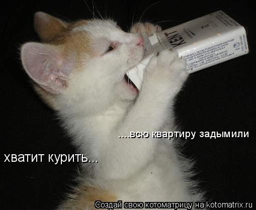 Котоматрица: хватит курить... ....всю квартиру задымили