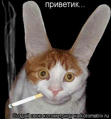 Котоматрица: приветик...