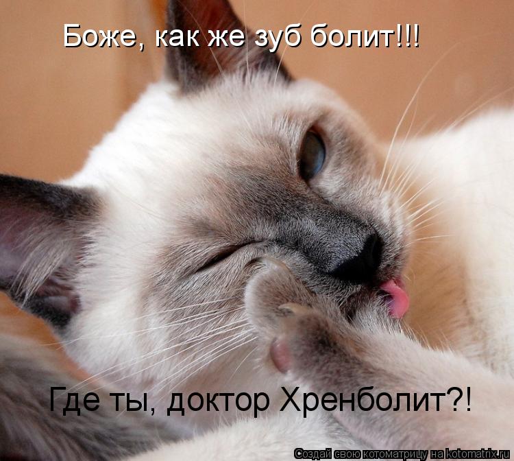 Котоматрица: Где ты, доктор Хренболит?! Боже, как же зуб болит!!!