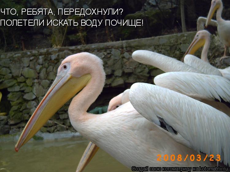 ЧТО, РЕБЯТА, ПЕРЕДОХНУЛИ? ПОЛЕТЕЛИ ИСКАТЬ ВОДУ ПОЧИЩЕ!... Котоматрица: ЧТО, РЕБЯТА, ПЕРЕДОХНУЛИ? ПОЛЕТЕЛИ ИСКАТЬ ВОДУ ПОЧИЩЕ!