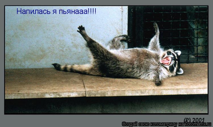 Напилась я пьянааа!!!!... Котоматрица: Напилась я пьянааа!!!!