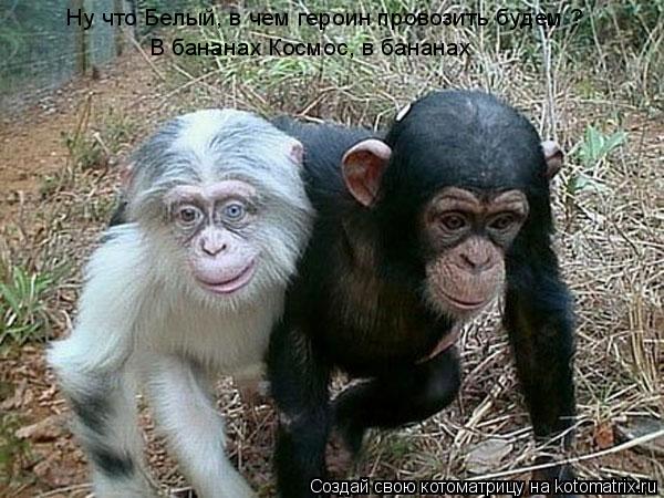 Ну что Белый, в чем героин провозить будем ? В бананах Космос, в бананах... Котоматрица: Ну что Белый, в чем героин провозить будем ? В бананах Космос, в бананах