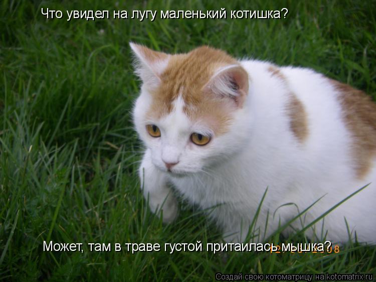 Что увидел на лугу маленький котишка? Может, там в траве густой притаилась мышка?... Котоматрица: Что увидел на лугу маленький котишка? Может, там в траве густой притаилась мышка?