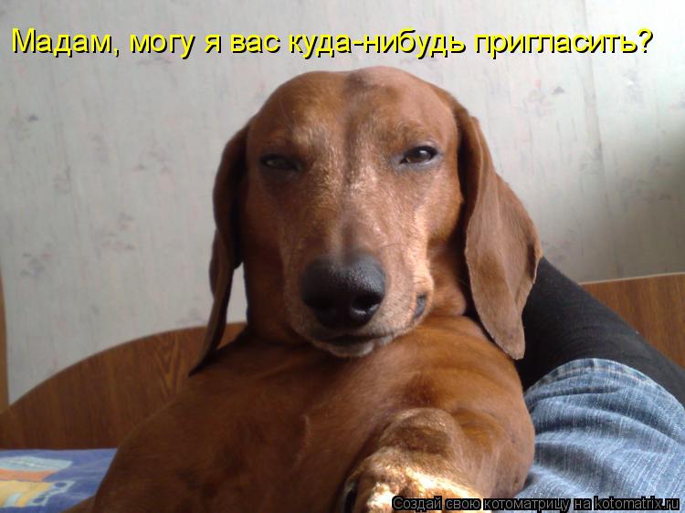 Котоматрица: Мадам, могу я вас куда-нибудь пригласить?