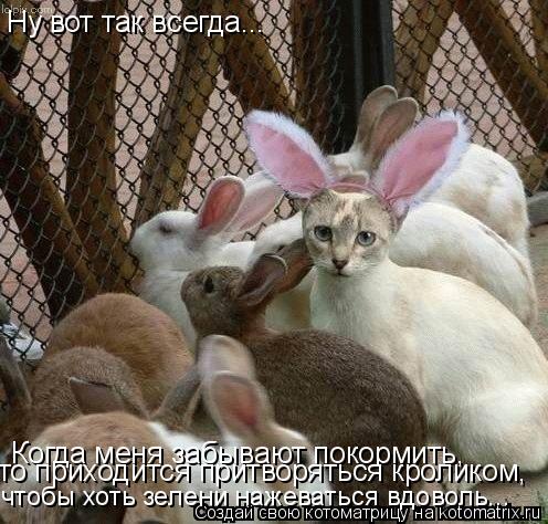 Ну вот так всегда... Когда меня забывают покормить, чтобы хоть зелени нажеваться вдоволь... то приход... Котоматрица: Ну вот так всегда... Когда меня забывают покормить, чтобы хоть зелени нажеваться вдоволь... то приходится притворяться кроликом,