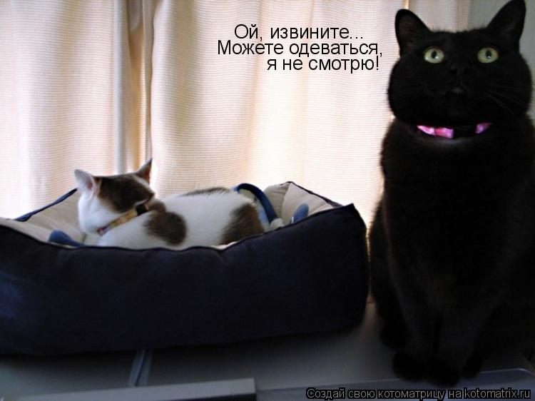 Котоматрица: Ой, извините... Можете одеваться, я не смотрю!