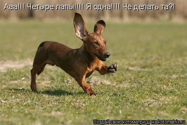 Ааа!!! Четыре лапы!!!! Я одна!!!! Чё делать та?!... Котоматрица: Ааа!!! Четыре лапы!!!! Я одна!!!! Чё делать та?!