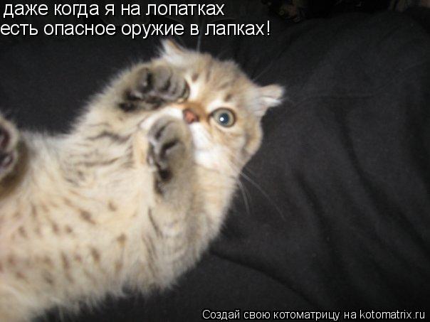 даже когда я на лопатках есть опасное оружие в лапках!... Котоматрица: даже когда я на лопатках есть опасное оружие в лапках!