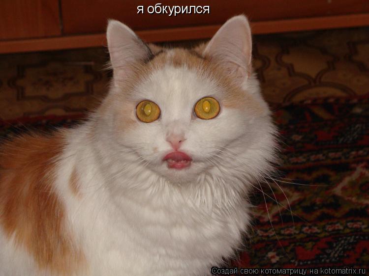 Котоматрица: я обкурился