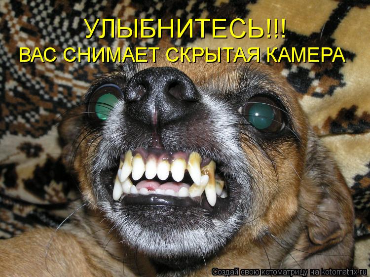 Котоматрица: УЛЫБНИТЕСЬ!!! ВАС СНИМАЕТ СКРЫТАЯ КАМЕРА