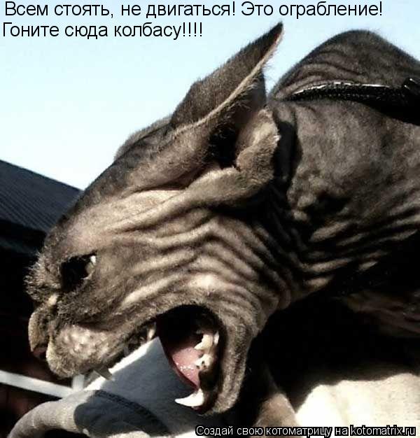 Всем стоять, не двигаться! Это ограбление! Гоните сюда колбасу!!!!... Котоматрица: Всем стоять, не двигаться! Это ограбление! Гоните сюда колбасу!!!!