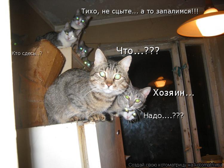 Что...??? Хозяин... Надо....??? Тихо, не сцыте... а то запалимся!!! Кто сдесь..?... Котоматрица: Что...??? Хозяин... Надо....??? Тихо, не сцыте... а то запалимся!!! Кто сдесь..?