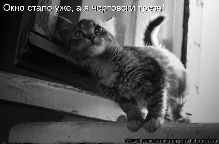 Котоматрица: Окно стало уже, а я чертовски трезв!