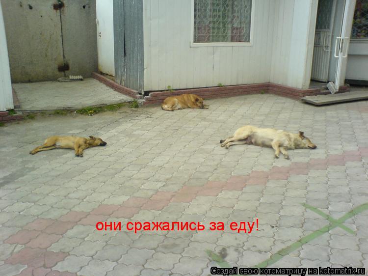 Котоматрица: они сражались за еду!
