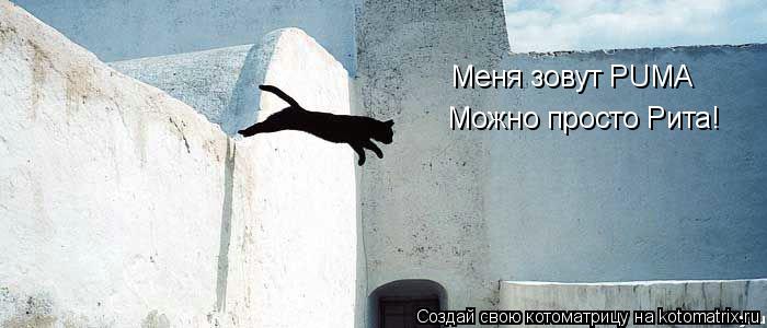 Меня зовут РUMA Можно просто Рита!... Котоматрица: Меня зовут РUMA Можно просто Рита!