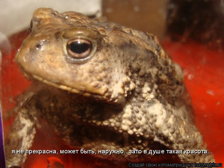 я не прекрасна, может быть, наружно...зато в душе такая красота...... Котоматрица: я не прекрасна, может быть, наружно...зато в душе такая красота...