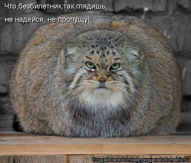 Котоматрица: Что,безбилетник,так глядишь, не надейся, не пропущу!