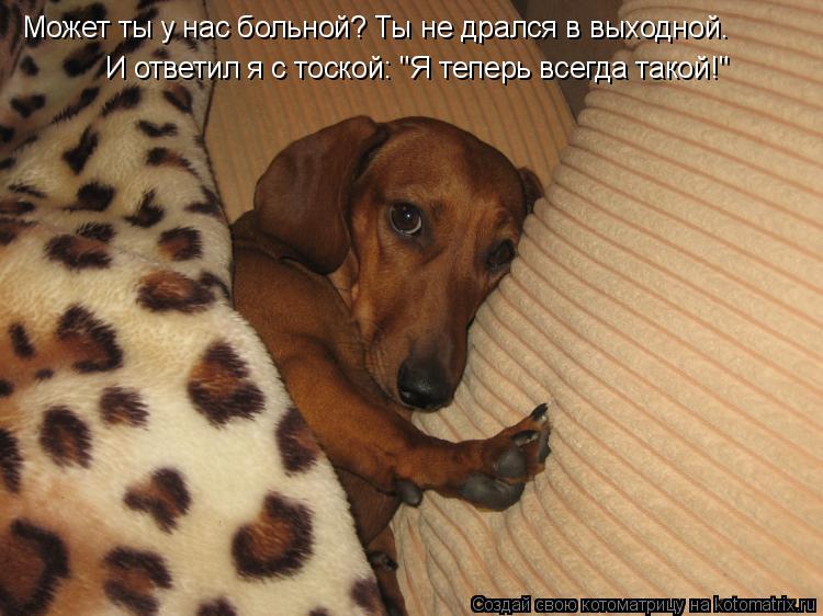 Может ты у нас больной? Ты не дрался в выходной. И ответил я с тоской: "Я теперь всегда такой!"... Котоматрица: Может ты у нас больной? Ты не дрался в выходной. И ответил я с тоской: "Я теперь всегда такой!"