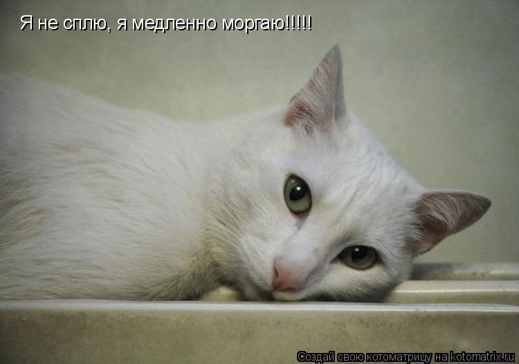 Котоматрица: Я не сплю, я медленно моргаю!!!!!