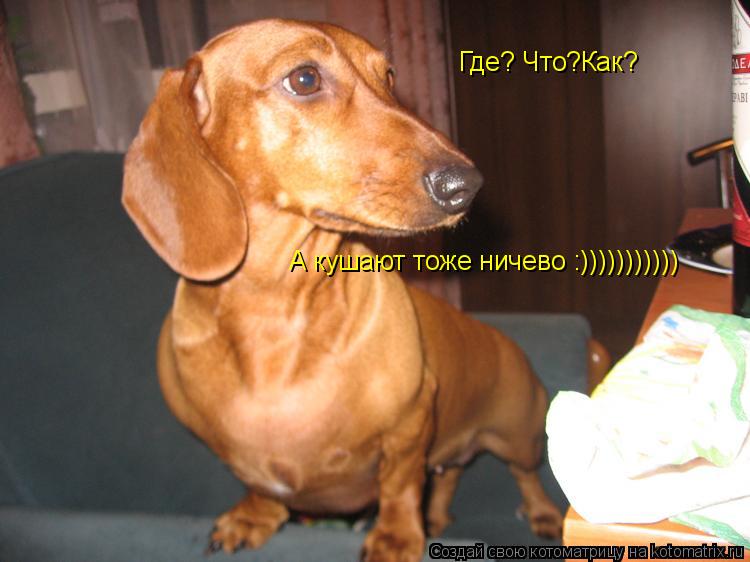 Где? Что?Как? А кушают тоже ничево :)))))))))))... Котоматрица: Где? Что?Как? А кушают тоже ничево :)))))))))))