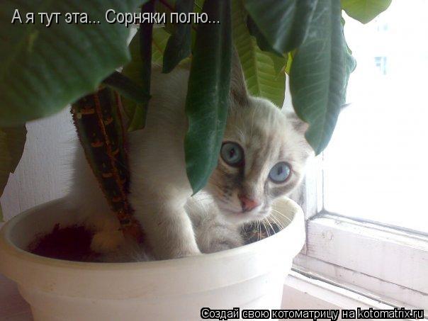 А я тут эта... Сорняки полю...... Котоматрица: А я тут эта... Сорняки полю...