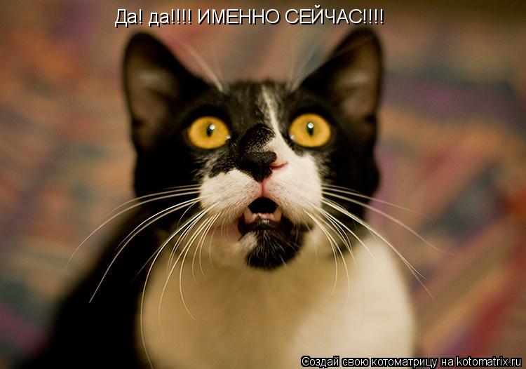 Котоматрица: Да! да!!!! ИМЕННО СЕЙЧАС!!!!