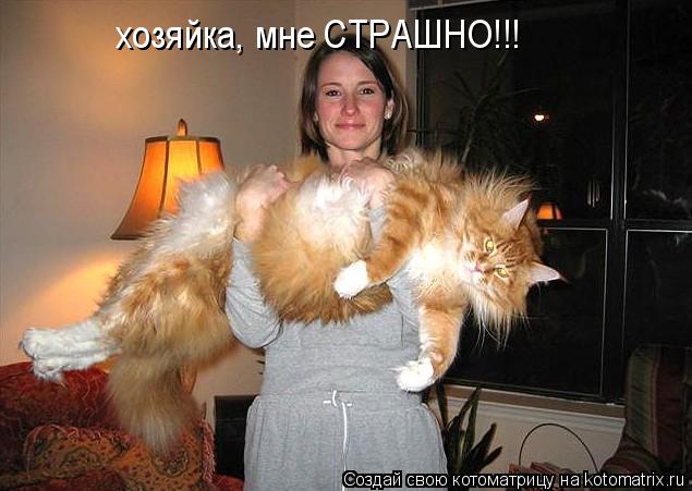 Котоматрица: хозяйка, мне СТРАШНО!!!