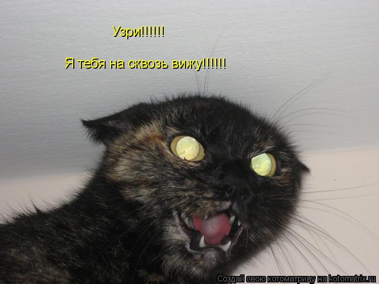 Котоматрица: Узри!!!!!! Я тебя на сквозь вижу!!!!!!