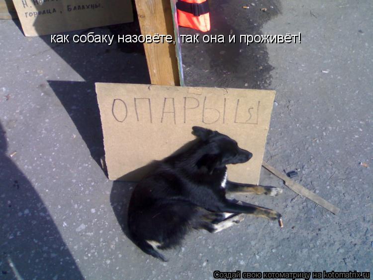 Котоматрица: как собаку назовёте, так она и проживёт!