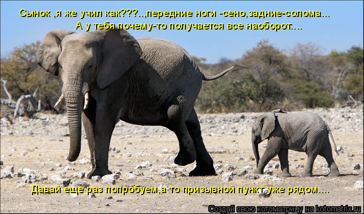 Котоматрица: Сынок ,я же учил как???..,передние ноги -сено,задние-солома... А у тебя почему-то получается все наоборот.... Давай еще раз попробуем,а то призывн