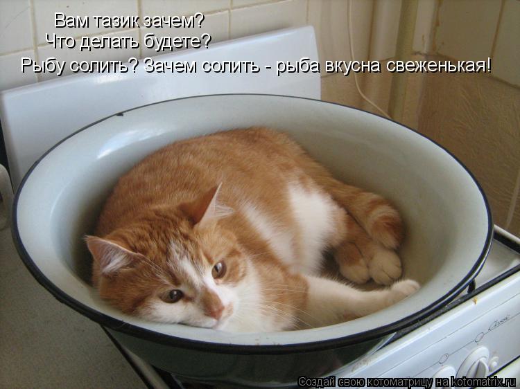 Вам тазик зачем? Что делать будете? Рыбу солить? Зачем солить - рыба вкусна свеженькая!... Котоматрица: Вам тазик зачем? Что делать будете? Рыбу солить? Зачем солить - рыба вкусна свеженькая!