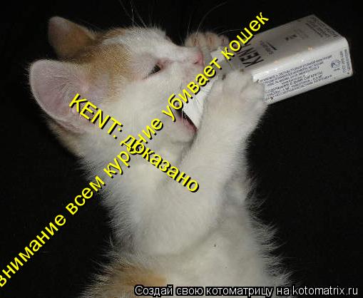 Котоматрица: внимание всем курение убивает кошек KENT: доказано