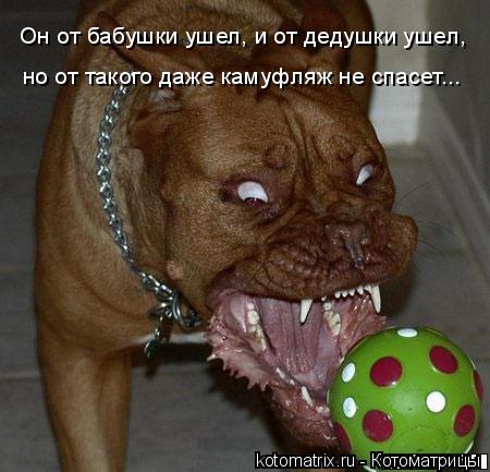 Он от бабушки ушел, и от дедушки ушел, но от такого даже камуфляж не спасет...... Котоматрица: Он от бабушки ушел, и от дедушки ушел, но от такого даже камуфляж не спасет...