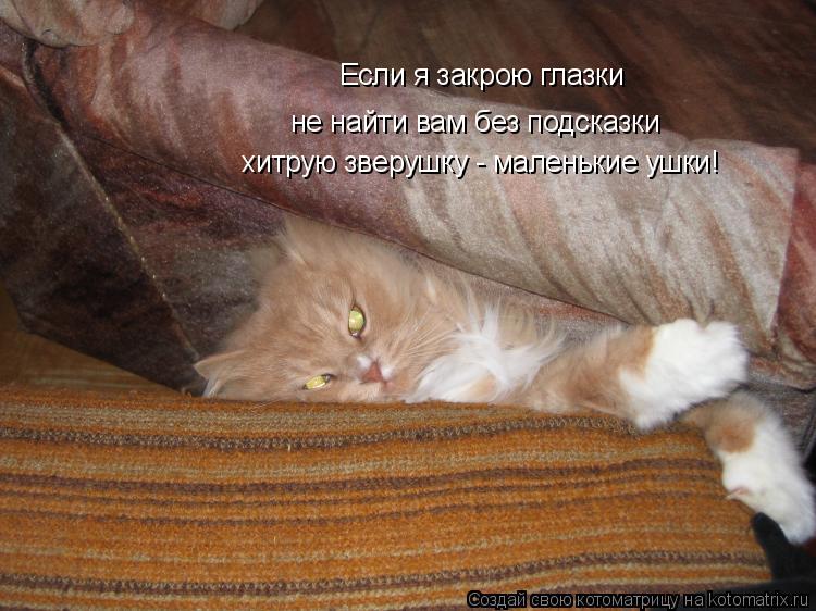 Если я закрою глазки не найти вам без подсказки хитрую зверушку - маленькие ушки!... Котоматрица: Если я закрою глазки не найти вам без подсказки хитрую зверушку - маленькие ушки!