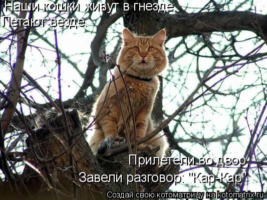 Наши кошки живут в гнезде, Летают везде. Прилетели во двор, Завели разговор: "Кар-Кар"... Котоматрица: Наши кошки живут в гнезде, Летают везде. Прилетели во двор, Завели разговор: "Кар-Кар"