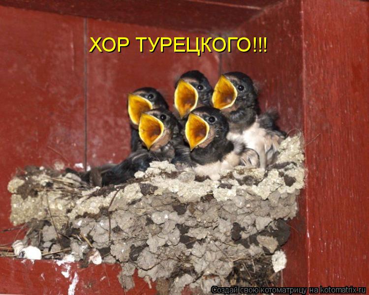 Котоматрица: ХОР ТУРЕЦКОГО!!!